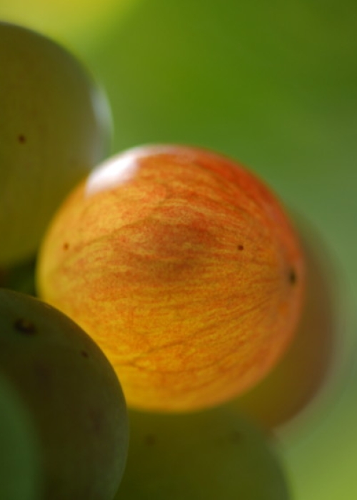 Roter Riesling ANT 0579